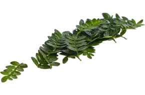 Sansho leaves (+-- 25 blaadjes-schaal)